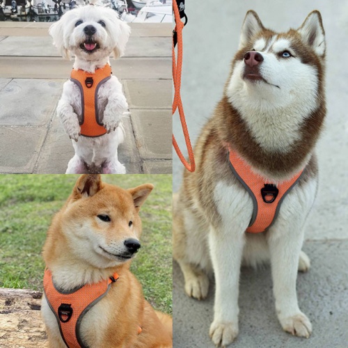 Arnés <b>AVENTURA</b> Reflectante