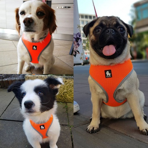 Arnés <b>SOFT</b> Arnés <b>SOFT</b>