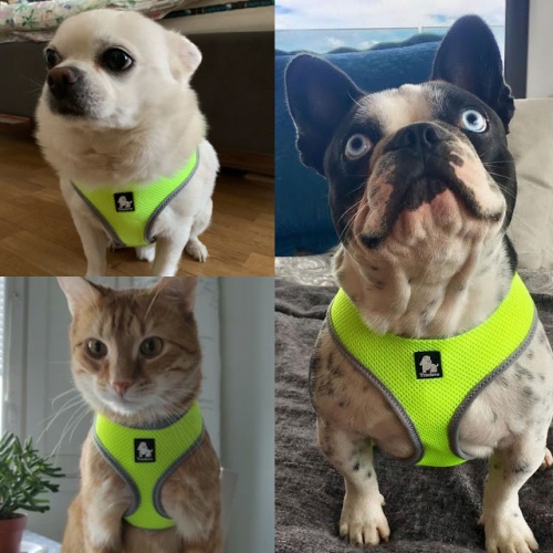 Arnés <b>SOFT</b> Arnés <b>SOFT</b>