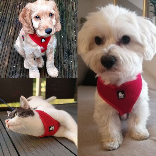 Arnés <b>SOFT</b> Arnés <b>SOFT</b>