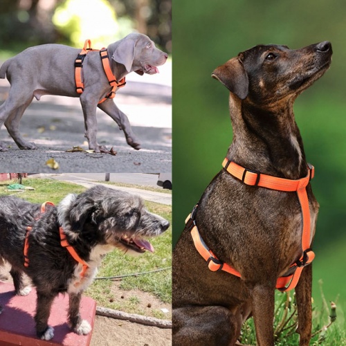 Arnés <b>ATHLETIC</b>